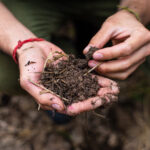 Picture of hands holding compost