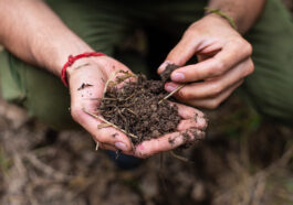 Picture of hands holding compost