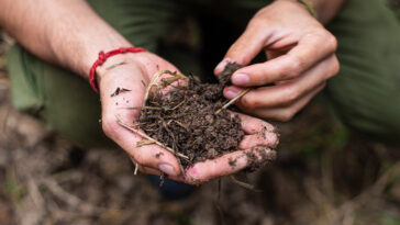 Picture of hands holding compost