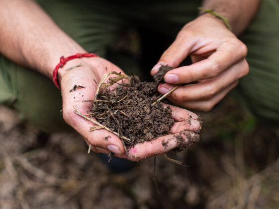 Picture of hands holding compost