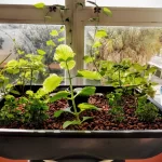 plants growing in 55 gallon barrel aquaponics system