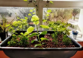 plants growing in 55 gallon barrel aquaponics system
