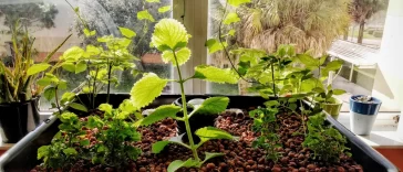 plants growing in 55 gallon barrel aquaponics system