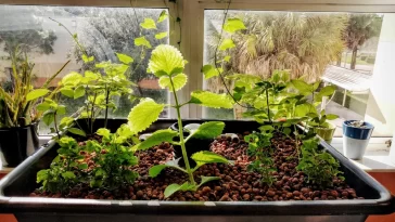 plants growing in 55 gallon barrel aquaponics system
