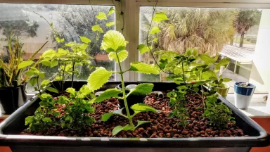 plants growing in 55 gallon barrel aquaponics system