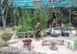 IBC aquaponics system built from the UN FAO instructions