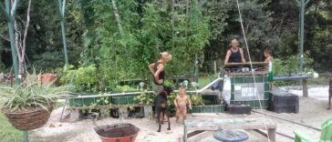 IBC aquaponics system built from the UN FAO instructions