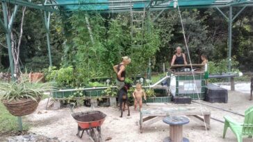 IBC aquaponics system built from the UN FAO instructions