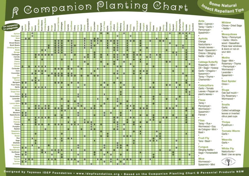 Companion planting chart to download and print