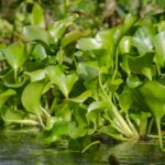 invasive Water hyacinth plants floating in river