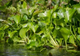 invasive Water hyacinth plants floating in river