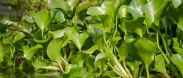 invasive Water hyacinth plants floating in river