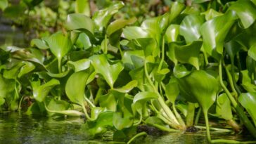 invasive Water hyacinth plants floating in river