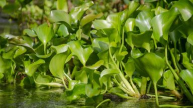 invasive Water hyacinth plants floating in river