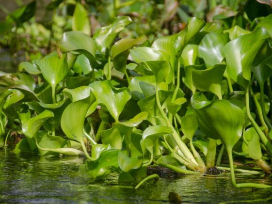 invasive Water hyacinth plants floating in river