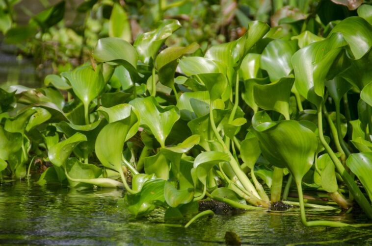 invasive Water hyacinth plants floating in river