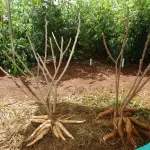 2 Yuca, cassava, manioc plants and roots harvested