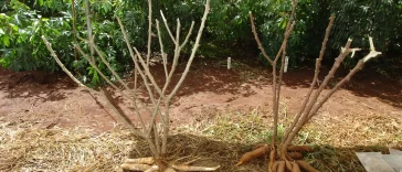 2 Yuca, cassava, manioc plants and roots harvested