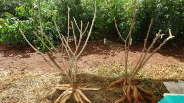 2 Yuca, cassava, manioc plants and roots harvested