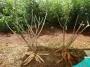 2 Yuca, cassava, manioc plants and roots harvested