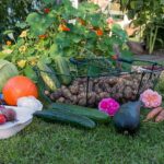 Permaculture garden harvest
