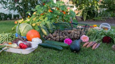 Permaculture garden harvest