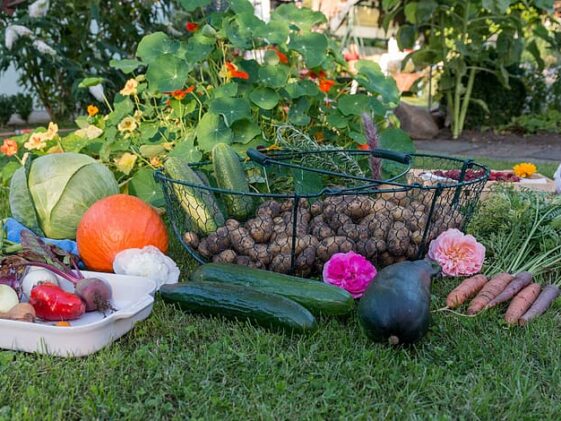 Permaculture garden harvest
