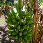 cluster of cuadrados, a type of banana similar to a plantain