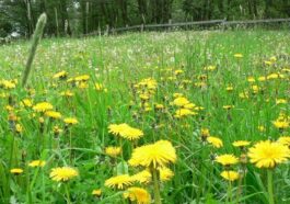a large field of dandelions