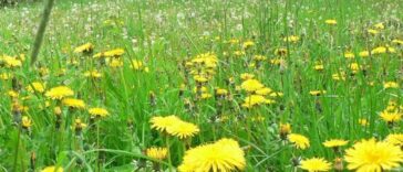 a large field of dandelions
