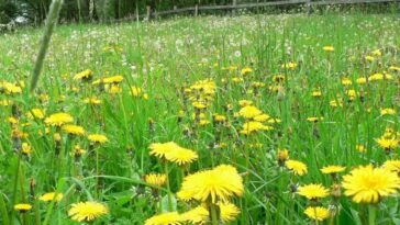 a large field of dandelions