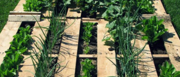 Pallet garden design with plants and soil