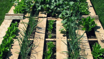 Pallet garden design with plants and soil