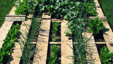 Pallet garden design with plants and soil