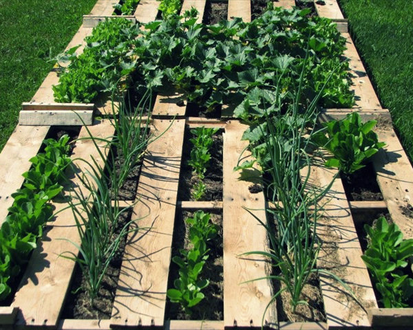 Pallet garden design with plants and soil