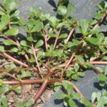 Purslane, a common weed that's an Omege-3 fatty acid power house.