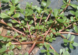 Purslane, a common weed that's an Omege-3 fatty acid power house.