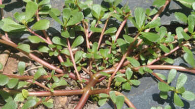 Purslane, a common weed that's an Omege-3 fatty acid power house.