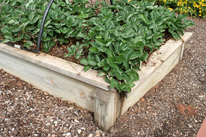 Rectangular wooden raised bed with strawberries