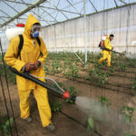 Man in protective gear spraying pesticides on vegetable