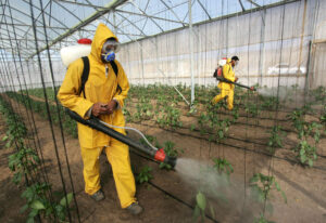 Man in protective gear spraying pesticides on vegetable