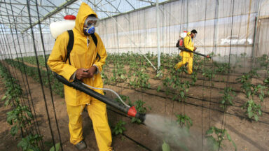 Man in protective gear spraying pesticides on vegetable